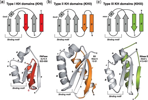 Comparison of KH domain structures. Topology and ribbon diagrams of (a) KHI from human mitochondrial PNPase, (b) KHII from yeast rpS3, and (c) KHIII from the ‘SD’ of Eschirichia coli RNase E with helix F removed for clarity. The KH motif is shown in grey; the different decorations are highlighted