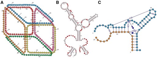 (A) RiboSketch gives the user complete control over the positions of nucleotides, shown in this 6-stranded RNA cube (Halman et al., 2017). Nucleotide placement and choices of foreground/background layout creating a 3D perspective were performed interactively. (B) SHAPE data coloring of 5S rRNA, E.coli (Kladwang et al., 2014). (C) Depiction of Hammerhead Ribozyme including non-canonical interactions (Mir et al., 2016) (Color version of this figure is available at Bioinformatics online.)