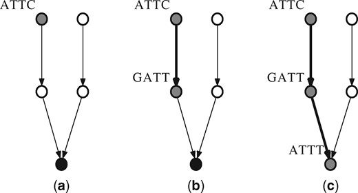 Illustration of membership query procedure for (k – 1)-mer ‘ATTC’. ‘ATTC’ is first hashed to find the corresponding node in the forest. Using the data stored for that node, it is determined that the ‘ATTC’ node has parent along an out edge with letter ‘G’. The data in OUT for the hashed value of ‘GATT’ is confirmed for a 1 for letter ‘C’. The procedure continues for ‘GATT’ and so on, until finally reaching a node which is a root and has its (k – 1)-mer stored. The membership of ‘ATTC’ is then determined by comparing ‘ATTT’ with the stored (k – 1)-mer
