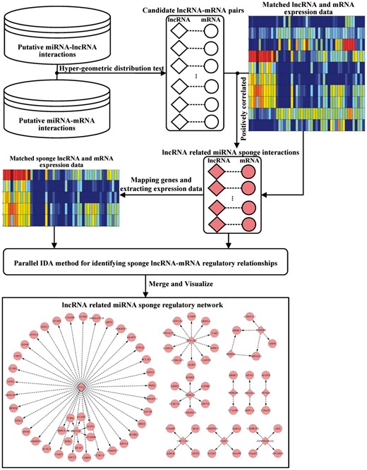 The workflow of LncmiRSRN. Firstly the putative miRNA-target interactions are used to generate candidate lncRNA-mRNA pairs. By using matched lncRNA and mRNA expression data, we select the candidate lncRNA related miRNA sponge interactions based on the correlations of the expression levels of the lncRNA-mRNA pairs. Then we identify sponge lncRNA-mRNA regulatory relationships with parallel IDA method. By merging these sponge lncRNA-mRNA regulatory relationships, we build the lncRNA related miRNA sponge regulatory network