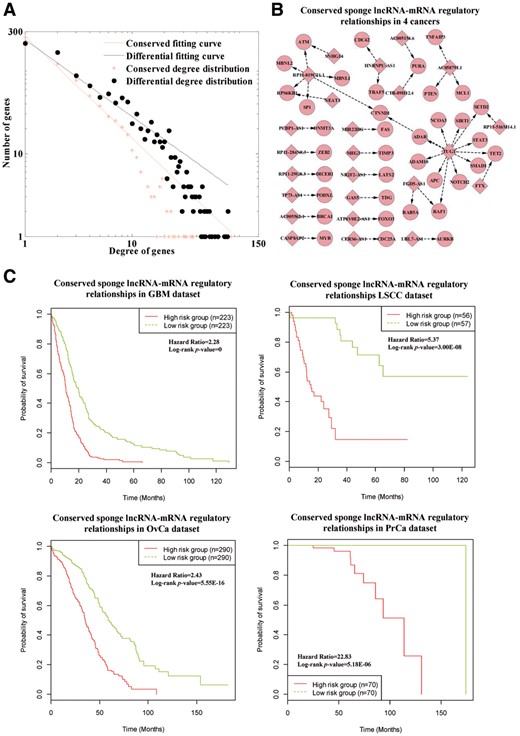 Differential and conserved LncmiRSRNs across human cancers. (A) The node degree distributions of differential and conserved LncmiRSRNs. (B) The pivotal sponge lncRNA-mRNA regulatory relationships existing in four human cancers. The red diamond and circle nodes denote sponge lncRNAs and mRNAs, respectively. (C) Survival analysis of conserved sponge lncRNA-mRNA regulatory relationships in GBM, LSCC, PrCa and OvCa datasets (Color version of this figure is available at Bioinformatics online.)