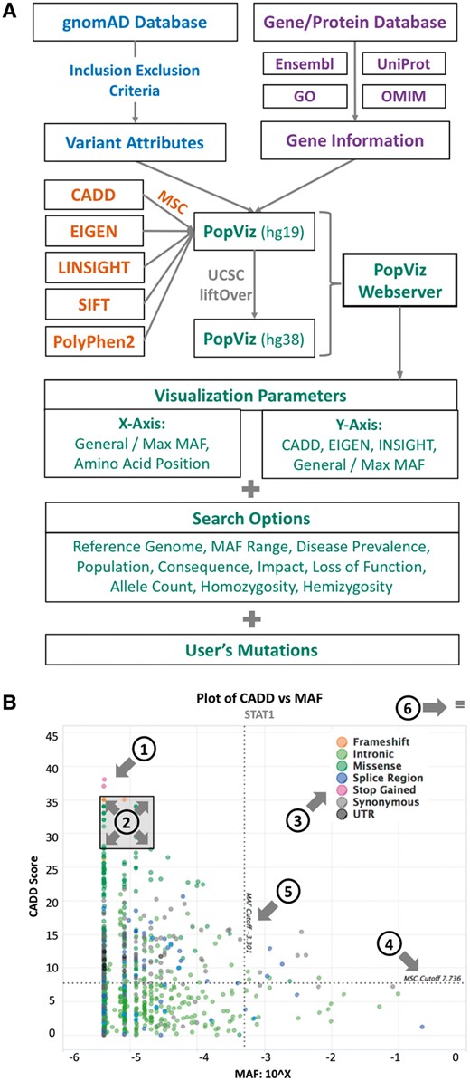 (A) The PopViz webserver workflow. (B) An example of a CADD versus MAF plot for the gene STAT1. The plot embeds the following interactive functions: (1) expansion of variant details at each point; (2) zoom in/out of a specific region; (3) show/hide specific consequences; (4) MSC cutoff; (5) MAF cutoff and (6) export plot as an image