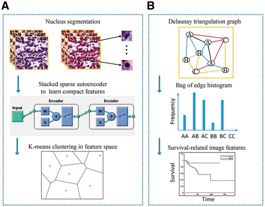 Overview of our workflow. (A) Learning nucleus patterns in an unsupervised manner. (B) Generating bag of edge histogram features and identifying survival-related edge patterns (Color version of this figure is available at Bioinformatics online.)