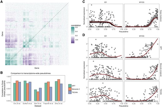 Transcriptome-wide pseudotimes can be inferred from small marker gene panels. (A) A gene-by-gene correlation matrix for the Trapnell et al. (2014) dataset reveals similarities in the transcriptional response of hundreds of genes. The redundancy of expression implies the information content of the transcriptome may be compressed through techniques such as principal components analysis (PCA) or by picking informative marker genes. (B) Comparison of pseudotimes fitted using Ouija on a small panel of marker genes to transcriptome-wide fits (using the 500 most variable genes) across five datasets using the algorithms Monocle 2, DPT and TSCAN. The marker gene fits show high correlation to the transcriptome-wide fits with the exception of the Shin et al. (2015) dataset. (C) Gene expression profiles for two marker genes ID1 and MYOG from the Trapnell et al. (2014) dataset. The solid red line denotes the maximum a posteriori (MAP) Ouija fit while the grey lines show draws from the posterior mean function. (D) Gene expression profiles for the same genes for the algorithms DPT, Monocle 2 and TSCAN show similar expression fits, demonstrating equivalent pseudotemporal trajectories have been inferred. The solid red line denotes a LOESS fit (Color version of this figure is available at Bioinformatics online.)