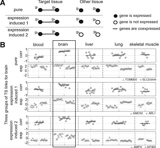Different types of tissue-specific links. (A) Schematic representation of the effect of the average expression levels on differential coexpression, in three extreme cases. In reality links lie on a continuum among these classes. (B) Examples of the link classes from our data, with brain being the target tissue. Corr: correlation. Exp: expression levels. Gene symbols are indicated in the legend at right. Top panel: ‘pure’ differential coexpression between TOMM20 and SLC25A44. The two genes have moderate to high expression levels in all the tissues, but correlation values in brain are higher. Middle panel: expression-induced 1: AMER2 is only expressed in brain. Bottom panel: expression-induced 2: both AMPH and AP3B2 are only expressed in brain
