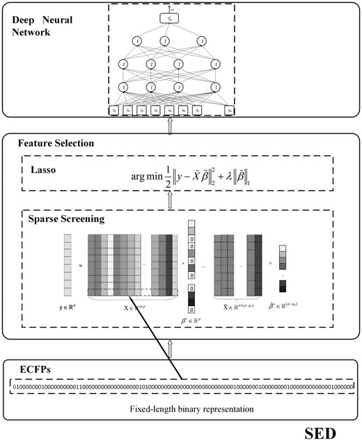 Schematic of SED. The approach is composed of three stages: long extended-connectivity fingerprint (ECFP) representation for ligand molecules, feature selection by screening for Lasso and construction of deep neural network regression prediction models