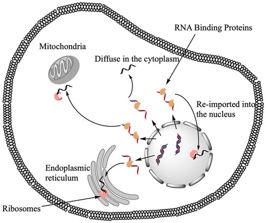 Schematic representation of RNA trafficking mechanisms and outcomes in eukaryotes