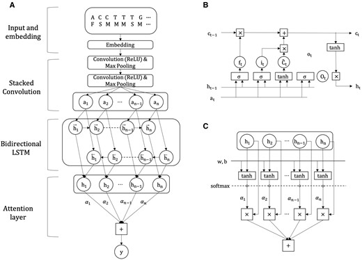 Structure of the RNATracker deep neural network. (A) Top-down model architecture from the feature encoding, convolution and LSTM layers to the attention module. (B) Details of a LSTM cell. (C) Details of the attention module employed in this study
