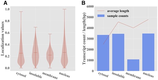 Summary statistics for the CeFra-Seq dataset. (A) Distribution of the normalized localization values for each subcellular fraction. (B) Number and average length of transcripts whose predominant localization is in each of the four fractions