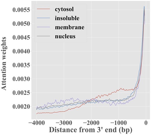 Attention weights αi, for RNATracker with fixed-length inputs, averaged over the transcripts predominantly localized to each of the four fractions, as a function of position in transcript