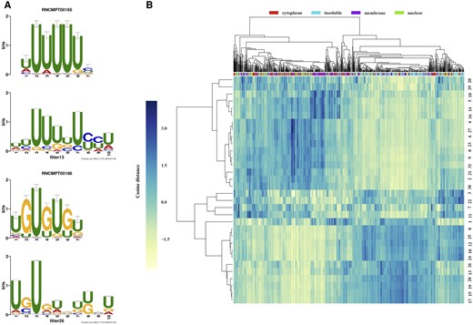 (A) Visualization of selected learned sequence motifs (above) mapped to those of known RBPs (below) from Ray et al. (2013) that are TIA1 (up) and BRUNOL5 (down). (B) Hierarchical clustering of 32 filters with 1024 strongly localized transcripts (256 transcripts per fraction), using the cosine distance between the 1024-dimensional vectors of average activation values, averaged across the transcript length