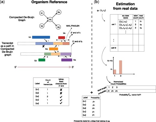 Overview of the minnow pipeline: On the right-hand side (a), the construction of unitig-based equivalence classes is depicted based on the compacted de Bruijn graph constructed from reference sequences. Unitigs u1 and u2 are discounted as they are more than MAX_FRAGLEN bp away from 3′ end of transcripts t1 and t2. Further the equivalence class is constructed as discussed in Section 2.1.3. On the right-hand side (b), the transcript-level equivalence class structure obtained from alevin is used to derive a per-gene probability vector. Finally, the probabilities are mapped directly to the unitig labels