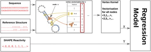 Schema of the training process. The input data are triplets of sequence, a reference structure and SHAPE reactivity values for the nucleotides in the sequence. We combine the sequence and the structure to form an RNA-graph. Each vertex in the graph is vectorized such that there is one vector per vertex. The vectors are the input and the associated reactivity values the targets for the regressor to train on