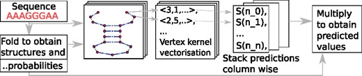 SHAPE reactivity prediction. (left) For a given sequence, possible structures are sampled. Respective Boltzmann probabilities form the unit probability vector π which has as many entries as there were structures sampled. (middle) RNA-graphs of the structures are vectorized and we use the model to predict a SHAPE (S) value for each nucleotide (n_x). We stack the predictions for each graph column wise. (right) We obtain as many predictions for every nucleotide in the sequence as there are sampled structures. We weight these by the probabilities of the structure to obtain the final prediction i.e. we multiply the matrix of predictions with π