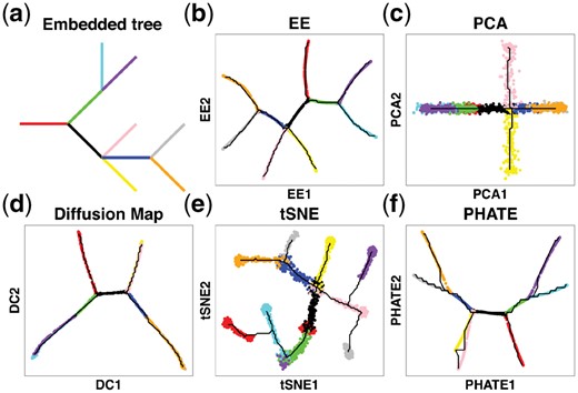 Visualization of the intrinsic structure of PHATE data by different methods. (a) Embedded tree structure of simulated PHATE data. (b) EE. (c) PCA. (d) Diffusion Map. (e) tSNE. (f) PHATE algorithm. Colors of points in (b–f) are annotated according to the branch assignments of cells in (a). The black curves in (b–f) correspond to their trajectories reconstructed according to the procedures described in steps A2–A4 of DensityPath