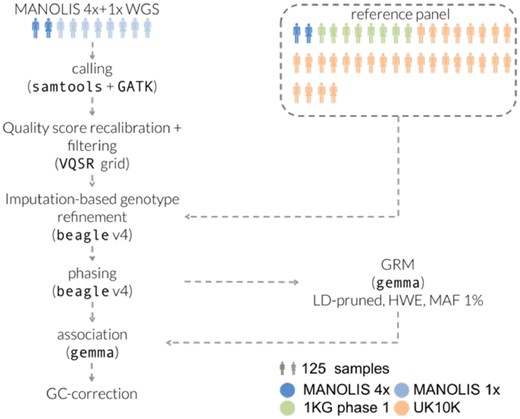 Processing pipeline for the MANOLIS 1× data. Tools and parameters for the genotype refinement and phasing steps were selected after benchmarking 13 pipelines involving four different tools (see Section 4)