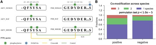 Co-modification across species analysis of cross-talk PTMs. (A) Demonstration of co-modification across species with sequence alignments across human, mouse and rat. (B) Comparison of co-modification across species scores between cross-talk set (positive) and control set (negative)