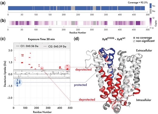 Overview of Deuteros demonstrated on the XylE transporter. Visualization of (a) experimental protein coverage, (b) data redundancy and (c) deuterium uptake differences in Woods plot format. Dashed and dotted lines indicate 98 and 99% confidence limits applied to the dataset to identify peptides with significant deuteration differences. Deprotected, protected and non-significantly different peptides are in red, blue and grey respectively. (d) Differential HDX-MS data for the wild-type and E153Q mutant XylE has been projected onto its crystal structure (PDB ID: 4GBY) (Color version of this figure is available at Bioinformatics online.)