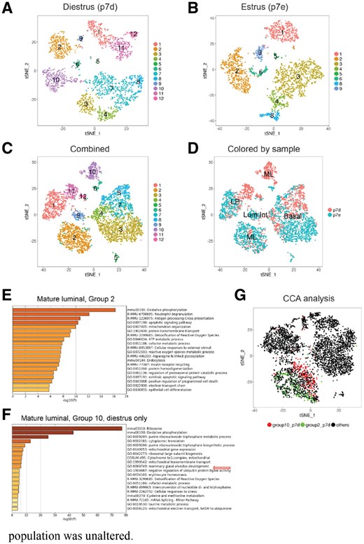 Regrouping of mammary gland epithelial cells. (A) Re-colored t-SNE plot based on matching results for diestrus phase. (B) Re-colored t-SNE plot based on matching results for estrus phase. (C) Re-colored t-SNE plot based on matching results for the combined dataset. Matched groups were recolored in the same color and with the same label through all three t-SNE plots. (D) t-SNE plot with cells colored by sample. (E and F). Gene ontology and pathway analysis for the new marker genes of Regroup 2 and 10 in the combined sample (C) using Metascape. (G) t-SNE plot of CCA analysis. Cells of Regroup 2 and 10 in diestrus, defined as in Figure 4A are highlighted in green and red