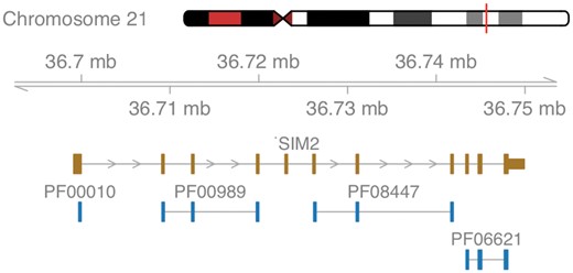 Schematic overview of the gene SIM2. Shown are the exons of the gene in brown and all co-locating Pfam protein domains in blue