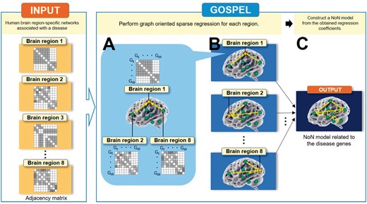 Overview of GOSPEL, an example for the case where n=10,p=8. Assume that we are given the human brain region-specific networks associated with a disease. As input, GOSPEL requires p adjacency matrices generated from p networks with n nodes, where n and p indicate the number of nodes (genes) and features (brain regions), respectively. Block ‘A’ shows that GOSPEL estimates the brain regions which are related to ‘Brain region 1’ by performing a graph-oriented sparse regression. In this example, ‘Brain region 2’ and ‘Brain region 8’ are related to ‘Brain region 1’. Block ‘B’ illustrates that a regression is performed on each of the brain regions. As with block ‘A’, block ‘B’ estimates the relationship between the target brain region and the other brain regions. Block ‘C’ expresses that the output of GOSPEL, the ‘Network of Networks’ model related to the disease genes, is constructed from the obtained regression coefficients