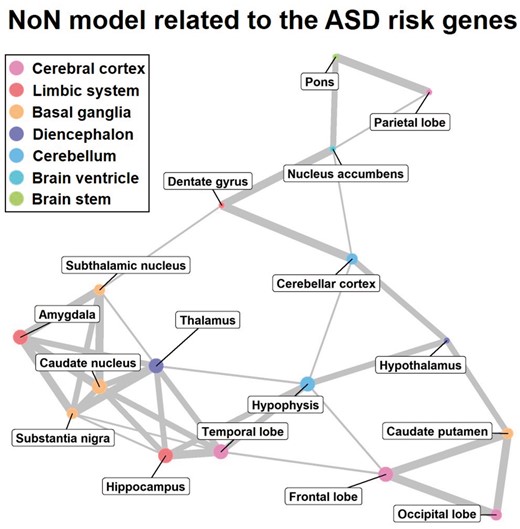 The NoN model related to the ASD risk genes. The size of the node expresses the mean value of the enrichment score associated with the brain subregion (node). The smallest, middle and the largest sized nodes express below the 30-th percentile, between the 30-th and the 60-th percentiles, and above the 60-th percentile of the enrichment score, respectively. The color of the node indicates the categorization of brain function as determined by BTO. The thickness of the edge denotes the strength of the relation between two brain subregions. The thinnest, middle and the thickest edges express the 70-th–80-th percentiles, the 80-th–90-th percentiles and above the 90-th percentile of the whole coefficients obtained by performing GOSPEL, respectively. For details, see Supplementary Table S2