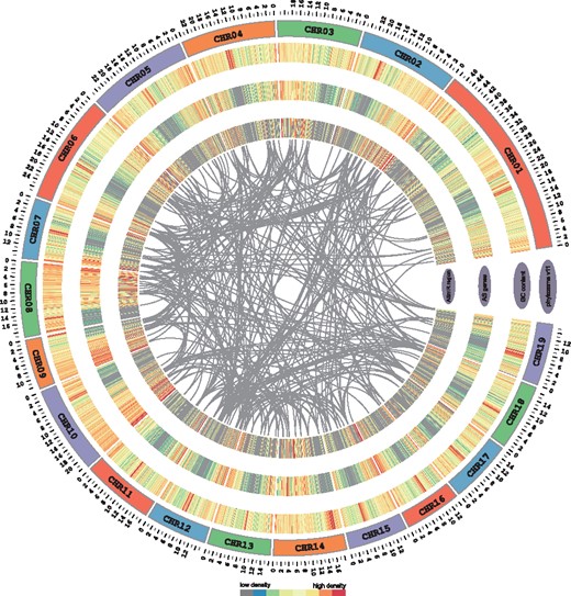 Concentric circles diagram illustrating AS regions with miRNA target sites in P.trichocarpa. From outer to inner circles, it includes a track of phytozome V11 chromosomes and heat map view of total and AS genes density in 100-kb windows, respectively. The inner circle shows the density of ASRs including miRNA target sites. The links between pri-miRNAs and their targets in ASRs are shown as grey lines