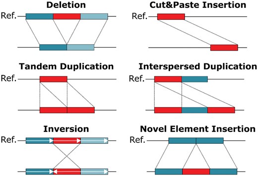 Schematic overview of different SV classes. SVs can be categorized into deletions, cut&paste insertions, tandem and interspersed duplications, inversions and novel element insertions. Each SV class is depicted in an individual genome (lower line) when compared to the reference genome (upper line). The region being rearranged is marked in red