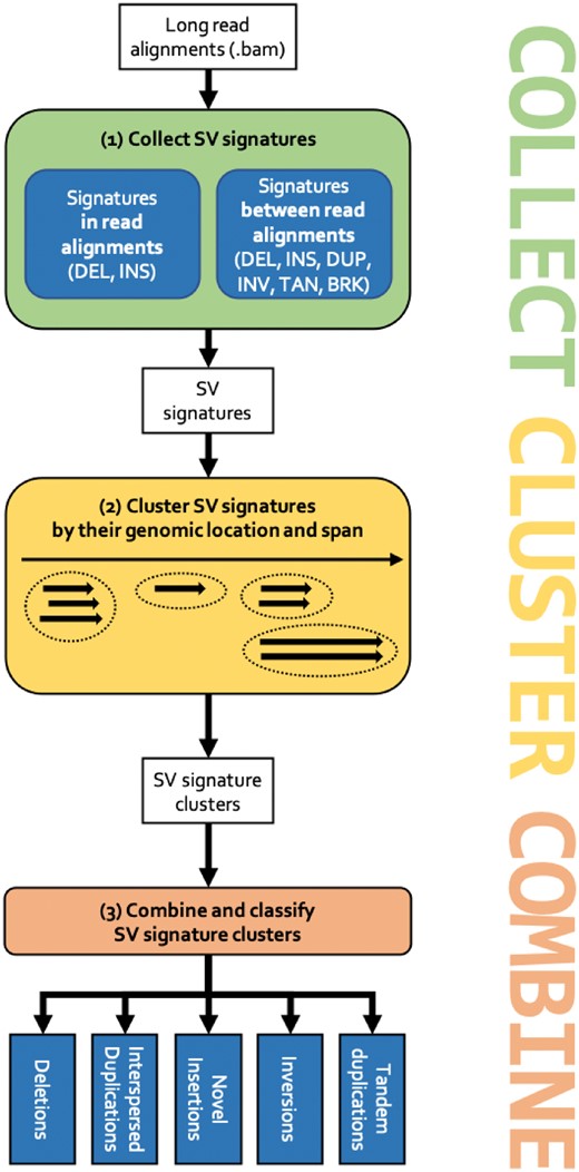 The SVIM workflow. (1) Signatures for SVs are collected from the input read alignments. SVIM collects them from within alignments (intra-alignment signatures) and between alignments (inter-alignment signatures). (2) Collected signatures are clustered based on their genomic position and span. (3) Signature clusters from different parts of the genome are combined to distinguish five different classes of SVs: deletions, interspersed duplications, novel insertions, inversions and tandem duplications