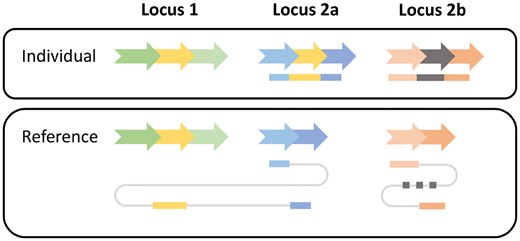 Read signatures for an interspersed duplication and a novel element insertion. A genomic segment (yellow arrow) has been copied from locus 1 to locus 2a in an individual genome. Additionally, a novel genomic segment (gray arrow) has been inserted in locus 2b. Two reads are generated from the individual (top) and mapped to the reference genome (bottom). The first read (blue-yellow) consists of three segments. They are mapped individually to the reference genome. The two blue segments are mapped to locus 2a exhibiting an insertion signature. The yellow segment is mapped to locus 1 indicating the origin of the insertion. The second read (orange-gray) exhibits a similar insertion signature at locus 2b but as the inserted gray segment is unmapped its origin cannot be determined