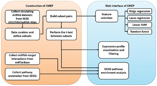 Framework for constructing the CMEP database. Circulating miRNA datasets were collected from NCBI GEO, SRA and the exRNA Atlas, and then all samples were classified into phenotype-specific subsets. To identify phenotype-specific differentially expressed circulating miRNAs in each dataset, we performed t-tests between each pair of subsets with no overlapping samples from the same dataset. For each subset pair, we constructed a KEGG functional pathway enrichment analysis that integrated the information of miRNA–target interactions from the miRTarBase and the functional pathway annotations of miRNA target genes from the KEGG. Furthermore, four feature-selection pipelines, such as ridge regression, lasso regression, linear support vector classification (SVC) and random forests, were constructed with recursive feature elimination (RFE) to identify the important circulating miRNAs as potential biomarkers. Finally, all data and analysis functions were integrated into a user-friendly web interface