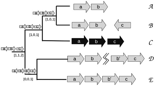 Orthoblocks from species A–E are arranged in a species phylogenetic tree. Species C has an experimentally determined operon (Black arrows), and serves as the reference taxon. The orthologs in species A, B, D and E were determined as explained in the text. The events between C and all other species for this orthoblock are: A–C: deletion (of gene c); B–C: split (of gene c), C–D: duplication (of b) and split (jagged line); C–E: duplication (of b). The full list of the pairwise events between all species is in Table 1. The tree’s inner nodes show proposed intermediate states in the operon’s evolution. The numbers in the brackets are a 3-tuple showing the cumulative count of events going from the leaf nodes to the tree root: [deletions, duplications, splits]. The way these ancestral states are determined is elaborated below