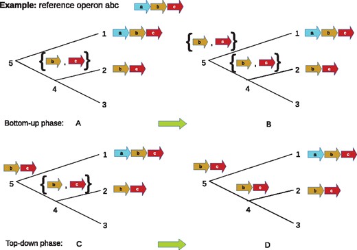 A simplified example of ancestral reconstruction using the global maximum parsimony algorithm. In each panel, 1, 2, 3 are the extant nodes that are assigned with gene blocks abc, bc and Ø, respectively. The global algorithm traverses the tree bottom-up and top-down. In bottom-up phase, the algorithm constructs the set of genes for the inner nodes (4, 5). In panel A, at node 4, the set of genes is {b, c}. Although node 3 does not contain genes b, c, setting gene set at node 4 as {b, c} allows us to compare to other leaf nodes when traverse up the tree. In panel B, at node 5, the set of genes is {b, c} because 1, 4 share genes b, c. In the top-down phase (panels C, D), the gene block is constructed for each inner node. In panel B, the gene block bc is assigned to node 5 using the set of genes of node 5 and the gene block of node 1. We assign gene block bc to node 4 because of its set of genes and gene blocks in node 2