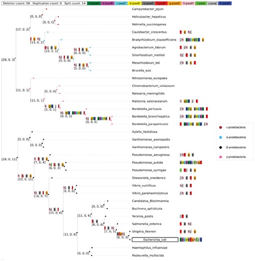Ancestral gene block reconstruction of operon paaABCDEFGHIJK using the global reconstruction approach