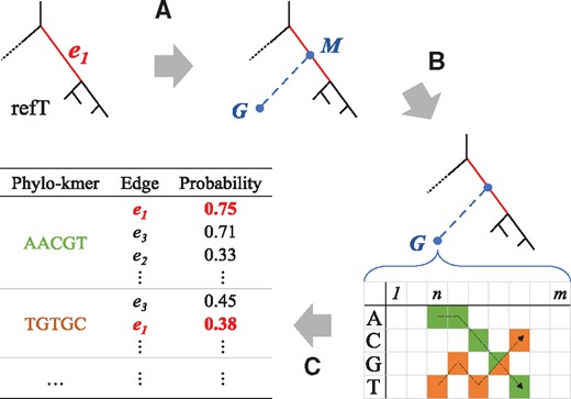 Construction of the pkDB. The construction of phylo-kmers for an edge is depicted (see the Section 2 for details.) (A) Each edge e1 is bisected by a ghost node M, to which a terminal edge leading to another ghost node G is attached. (B) For each ghost node, a probability table for the sequence states expected at each site is generated using ancestral state reconstruction. (C) The most probable k-mers are computed from each table and then stored in the pkDB, together with the corresponding edge in the reference tree and the corresponding probability