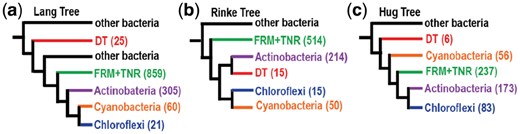 ML phylogenies showing backbone of Terrabacteria phyla. In parenthesis is shown the number of species used for each phylum or group. (a) Collapsed tree from Lang et al. (2013). (b) Collapsed tree from Rinke et al. (2013). (c) Collapsed tree from Hug et al. (2016). DT, Deinococcus–Thermus; FRM+TNR, Firmicutes+Tenericutes