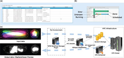 An overview of SPIM data processing on an HPC cluster: (a) a screenshot of the SPIM Workflow Manager plugin main window with 11 jobs and a context menu; (b) the dashboard for a selected job processing 10 time points of a SPIM recording; (c) an overview of the proposed solution—left: unregistered and fused SPIM data, middle: the SPIM data processing workflow in Fiji relying on the HEAppE Middleware framework, right: an example of an HPC infrastructure