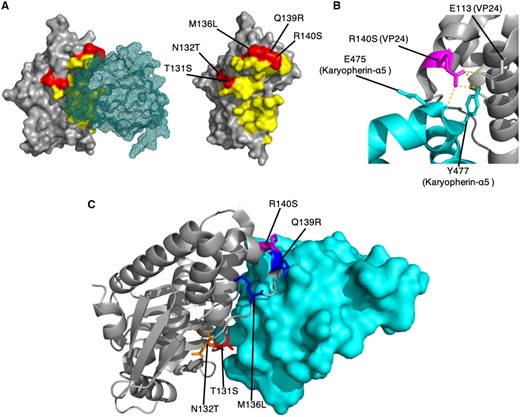 SDPs in VP24 suggest that Bombali virus may not be pathogenic in humans. (A) SDPs in the VP24-Karyopherin-α5 interface. VP24 is shown in surface representation (grey) and karyopherin-α5 is shown as a mesh representation (teal). SDPs in VP24 are shown in red, and all residues within 5 Å of karyopherin-α5 are shown in yellow. (B) Hydrogen bonding of the SDP residue R140 in the Ebola virus VP24. VP24 (grey) and karyopherin-α5 (teal) are shown in cartoon format. Hydrogen bonds are represented by yellow dashed lines. (C) Agreement of Bombali virus sequences with the SDPs in the VP24-Karyopherin-α5 interface. VP24 (grey) is shown in cartoon representation, and Karyopherin-α5 (teal) is shown in surface representation. SDPs are shown in stick format, and coloured red where Bombali and Ebola virus agree, blue where Bombali virus agrees with Reston virus, orange where the Bombali virus amino acid is unique, and magenta where the amino acid present in the two Bombali virus sequences differ and one agrees with Ebola virus and the other with Reston virus