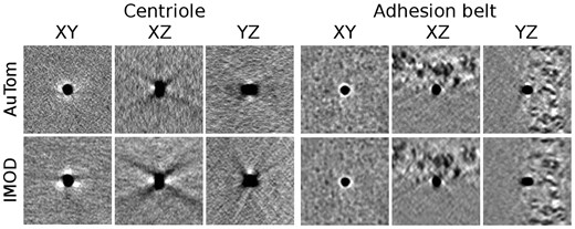 Fiducial marker subvolumes from the Centriole (left) and Adhesion belt (right) datasets. The fiducial marker location in the Centriole volumes is (449 418 259) for AuTom-dualx and (475 418 283) for IMOD. The fiducial marker location in the Adhesion belt volumes is (578 1025 116) for AuTom-dualx and (574 1035 105) for IMOD