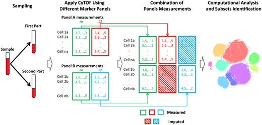 CyTOFmerge pipeline: split the sample, stain each partial sample with a different marker panel and apply CyTOF to obtain the panels’ measurements. Both panels A and B share a set of markers m (green). L1 (red) are unique markers of panel A, and L2 (blue) are unique markers of panel B. Both panel measurements are combined to obtain an extended markers measurements per cell, which is input to downstream computational analysis as, e.g. clustering in a t-SNE mapped domain shown here