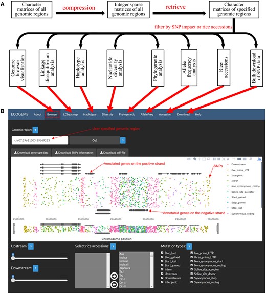 Construction and overview of the ECOGEMS database. (A) The process to construct the ECOGEMS database and the functionalities implemented in ECOGEMS. (B) SNPs in the genomic region chr07: 29611303-29669223 are shown as inverted triangles with different colors in the genome browser to demonstrate the interface of the ECOGEMS database. Structure of annotated genes is shown on top or bottom of the SNP region. The ‘Upstream’ and the ‘Downstream’ widgets allow extending the specified genomic region to its upstream and downstream respectively. The ‘Select rice accessions’ widget allows choosing rice accessions among which SNP sites are extracted. The ‘Mutation type’ widget allows filtering SNP sites by the impact of SNPs to gene structures. The three ‘Download’ widgets on the top allow downloading the genotype data and the visualization results of SNPs site