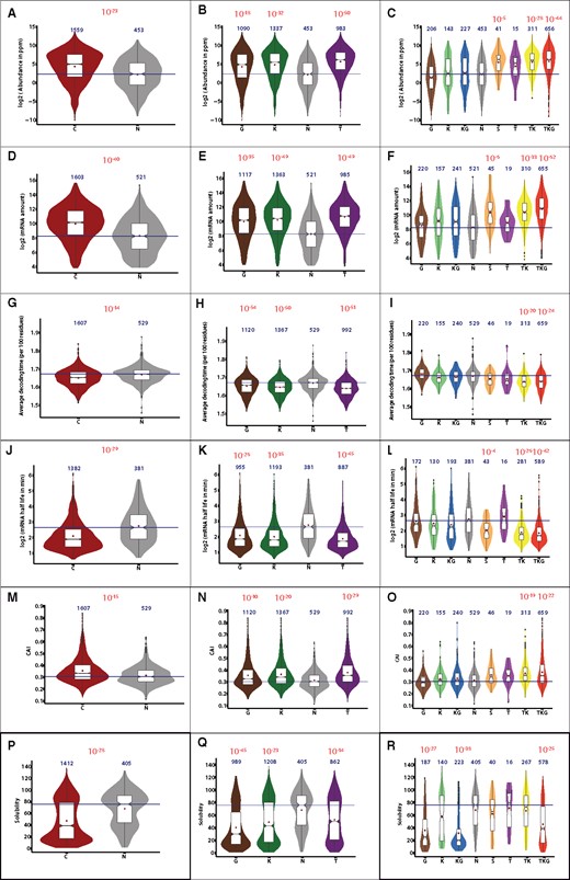 Distribution of cell-specific parameters and a comparison between different grouping strategies. Distributions are shown through a combination of boxplots (in white) and violin plots (colored) as described in Supplementary Figure S2. Plots are arranged per parameter (one per row) with one grouping strategy per column. The first column shows the simple grouping into chaperone-dependent folders (C) and spontaneous folders (N). The second column shows the grouping of proteins into clients of each individual chaperone system (G for GroEL, K for DnaK, T for Trigger Factor and N for spontaneous folders). This grouping is inherently redundant as one protein may be client to several chaperone systems. The third column depicts grouping into six different chaperone fluxes (G: GroEL only, K: DnaK only, KG: DnaK and GroEL, T: Trigger Factor, TK: Trigger Factor and DnaK, TKG: Trigger Factor, DnaK and GroEL) as well as spontaneous folders (N) and a group of proteins with paradoxical classification (S). (A–C) Abundance in p.p.m. determined by mass spectrometry (Wang et al., 2015). (D–F) mRNA abundance (Li et al., 2014). (G–I) Average decoding time (Dana and Tuller, 2014), (J–L) mRNA half-life (Esquerre et al., 2016), (M–O) CAI (Lee et al., 2010). (P–R) Solubility during cell-free translation (Niwa et al., 2009)