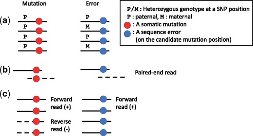 (a) The typical pattern of reads when heterozygous SNPs near the mutation candidate appear. (b) The typical pattern of paired-end reads when overlapping paired-end reads cover the mutation candidate. (c) The typical pattern of reads when both strand bias of variant supporting reads appear