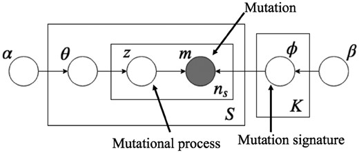 A graphical model of LDA for modeling mutation signatures. m is an observed variable for mutations with a given mutation dictionary, M and z is a latent (hidden) variable for mutational processes. The ith mutation in the sth sample, ms,i∈M, is generated by a categorical distribution with parameters ϕzs,i, where zs,i∈{1,2,…,K} corresponds to its mutational process that is generated by a categorical distribution with parameter θs; θ and ϕ are generated from Dirichlet distributions with hyperparameters α and β, respectively. In this model, ϕz represents a preference for mutations (in M) of mutational process z, and this arrangement corresponds to a mutation signature. S and K indicate the numbers of samples and mutation signatures, respectively, and ns is the number of mutations in the sth sample. In this study, not only parameters α, β, θ and ϕ but also K are estimated from the observed mutations
