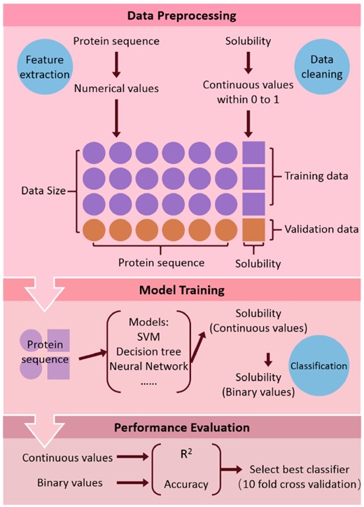 Workflow of model training used in our study