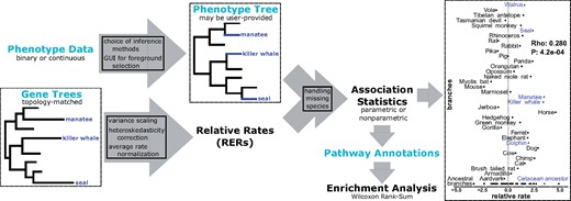 Schematic of the RERconverge pipeline focusing on the example discussed in the case study. Light blue text indicates user-provided input. Far right figure shows RER for olfactory receptor OR9Q2, a top hit for marine-specific acceleration. For additional details of the methods (boxes in arrows), see Partha et al. (2019)