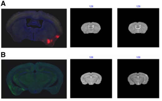 (A) The matching results of DAPI images. (B) The matching result of the GFP. The blue numbers are the indices of the best matched indices from 2 atlas image series (The whole matching results for the 10 atlas image sets are shown in Supplementary Figs S34 and S43)