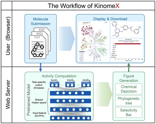 The workflow of KinomeX