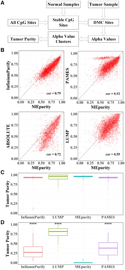 MEpurity workflow and performance comparison. (A) The workflow of the MEpurity; (B) Comparisons of MEpurity with ABSOLUTE, Infiniumpurify, PAMES and LUMP on tumor samples; (C) Comparisons of MEpurity with ABSOLUTE, Infiniumpurify, PAMES and LUMP on cancer cell line samples; (D) Comparison of tumor purity estimation by different methods on normal samples, *** means P-value < 0.0001
