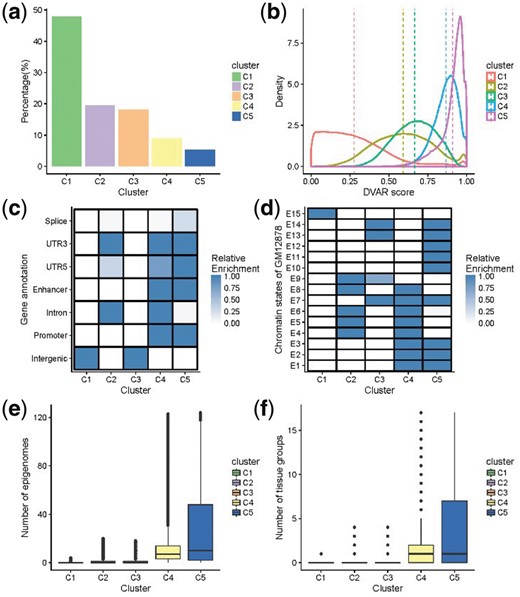 Different genomics patterns of DVAR-clusters C1∼C5 in 2 000 000 non-coding variants randomly sampled from the 1000 Genomes Project. (a) The percentage of each cluster of the non-coding variants. (b) The distributions of DVAR-scores of non-coding variants in different clusters. (c) Enrichment of DVAR-clusters with gene-based regions: Splice, 3′ UTR, 5′ UTR, Enhancer, Promoter Intron and Intergenic region, extracted from UCSC database. The darkness of the blue color indicates the relative enrichment with darker blue representing higher significance [−10log10 (Fisher exact P-value)] and vice versa. (d) Enrichment with chromatin states of GM12878 cell line identified by ChromHMM. (e) The boxplot of the numbers of active epigenomes in DVAR-clusters C1-C5 across 127 Roadmap epigenomes. (f) The boxplot of the numbers of active tissue-groups in DVAR-clusters C1∼C5 across 15 Roadmap tissue-groups (Color version of this figure is available at Bioinformatics online.)